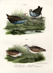 Water Rail